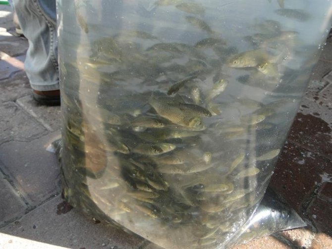 Malatya’da göletlere 120 bin yavru balık bırakıldı