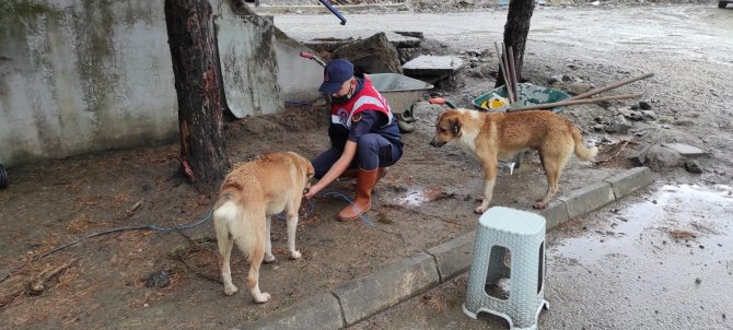 HAYDİ ekipleri, afet bölgesinde sokak hayvanlarını besledi