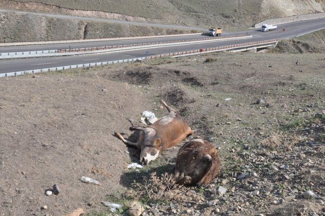 Kars’ta şüpheli hayvan ölümleri