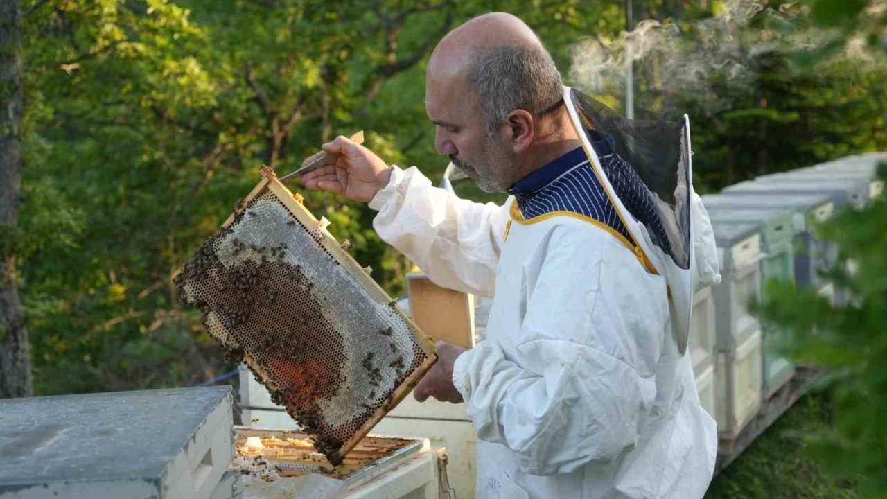 Filmlere konu olan deli balda üretim sezonu sürüyor