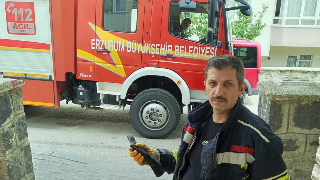 Karga yavrusuna uzanan şefkat eli