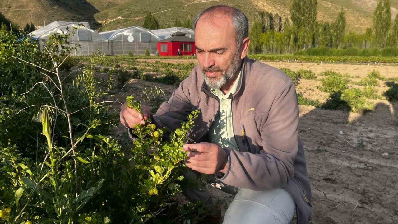 Bayburt Üniversitesi iklime uygun tarımsal ürünlerini hasat etti