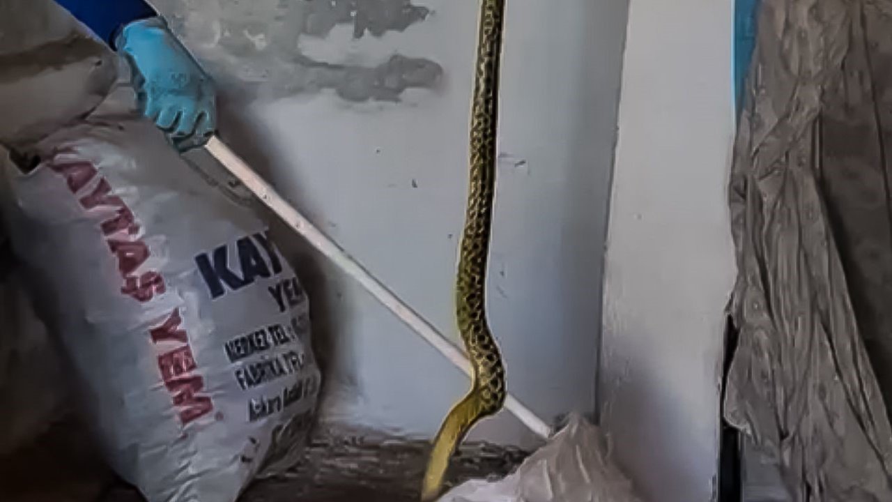 Evinde kakaladığı 2 metrelik yılanı zarar vereden alıp doğaya bıraktı