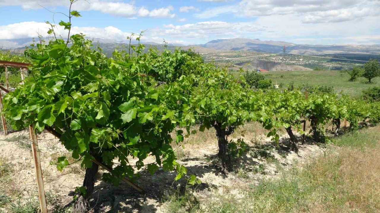 Arapgir’de bağlardan üzüm değil, yaprak toplanıyor