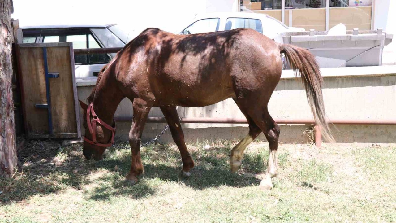 Ahırdan kaçan at ekiplere zor anlar yaşattı