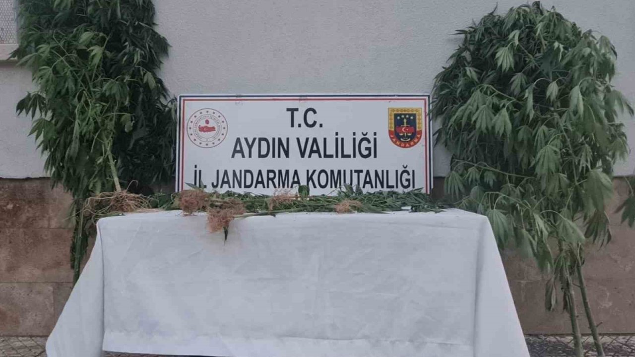 Aydın’da 28 kök kenevir ele geçirildi