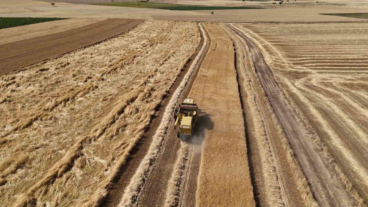 Uşak’ta arpa ve buğday hasadına başkandı