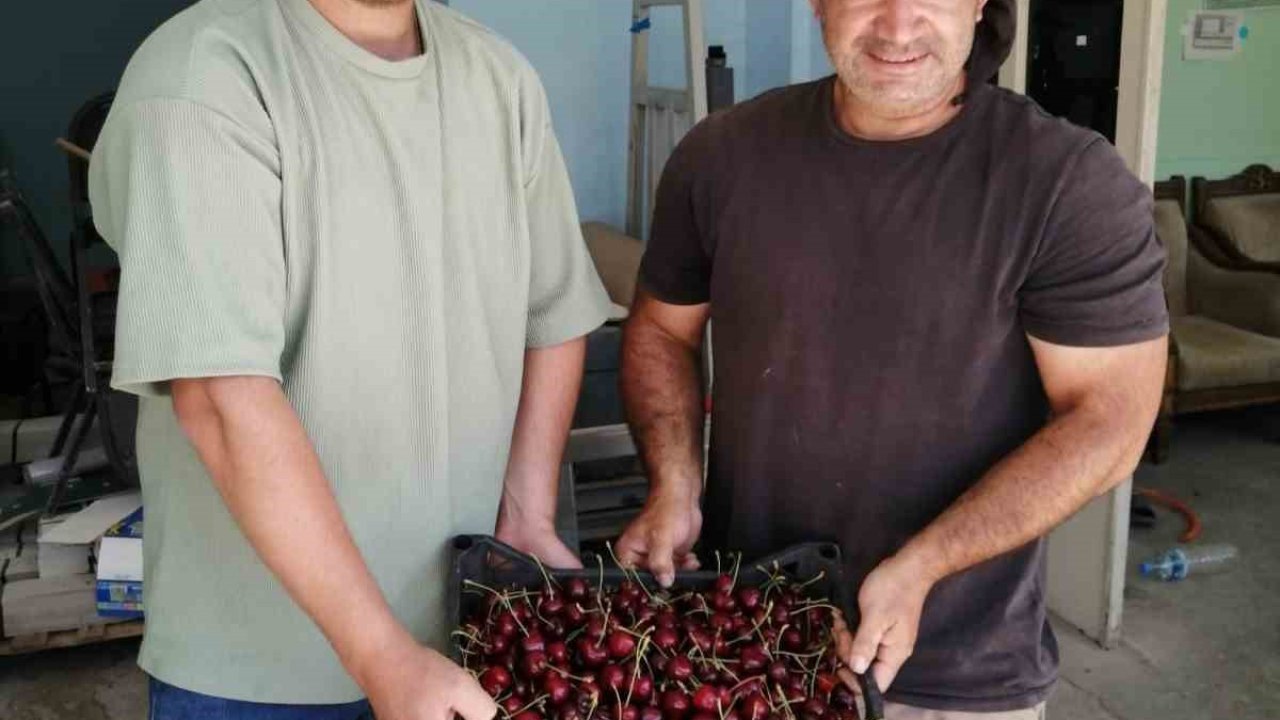 Akşehir’de ilk kiraz hasat edildi