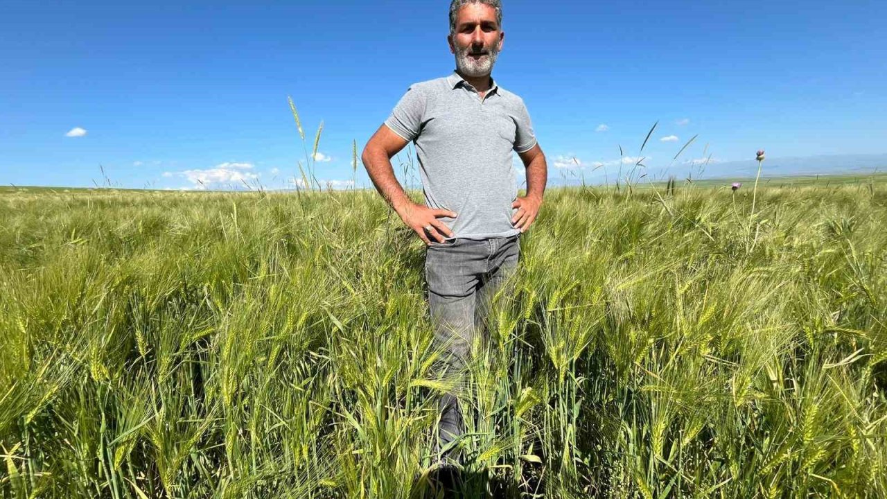 Kars’ta tarım arazilerinde yerli ve milli arpa bereketi