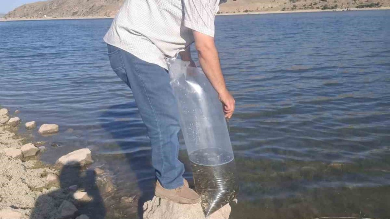 Göletlere 85 bin yavru sazan balığı bırakıldı