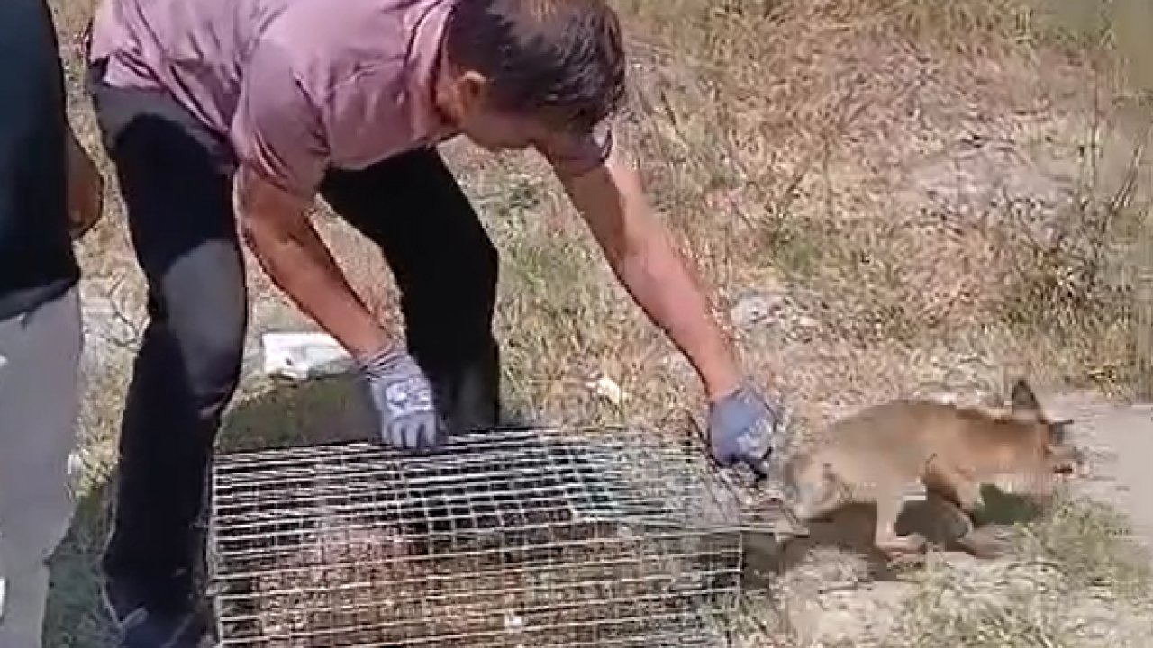 Yalova’da şehre inen tilki yakalanarak doğaya bırakıldı