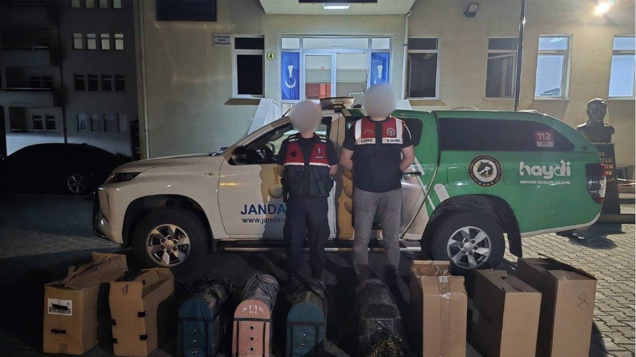 Jandarmadan horoz dövüşüne baskın