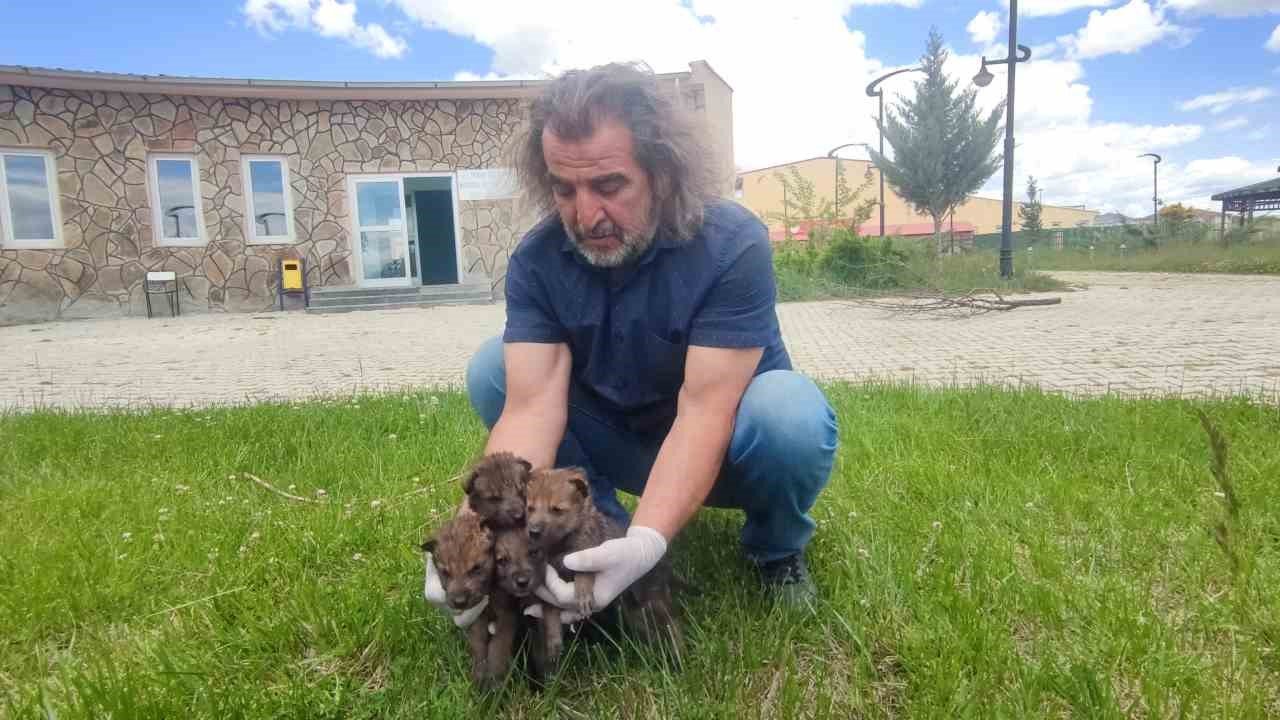 Van YYÜ Yaban Hayvanları Merkezi, yaban hayvanlarına kreş hizmeti sunuyor
