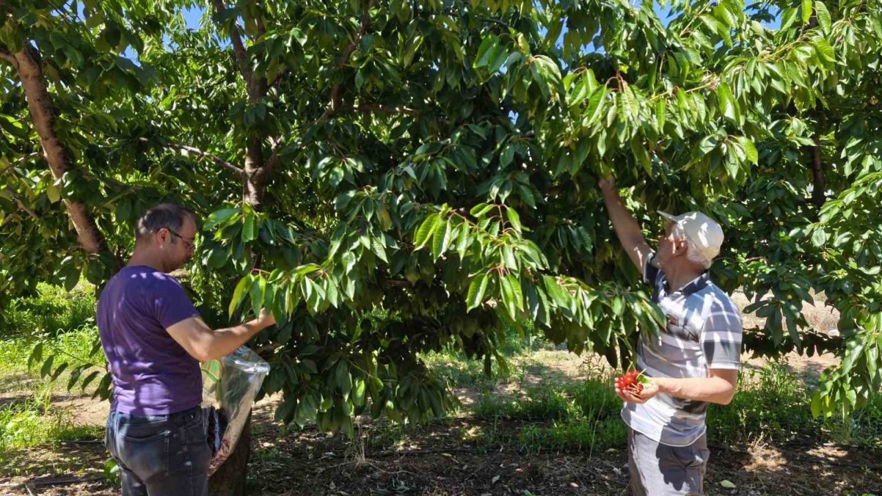 Kirazlar pestisit kalıntısı analizi için toplandı