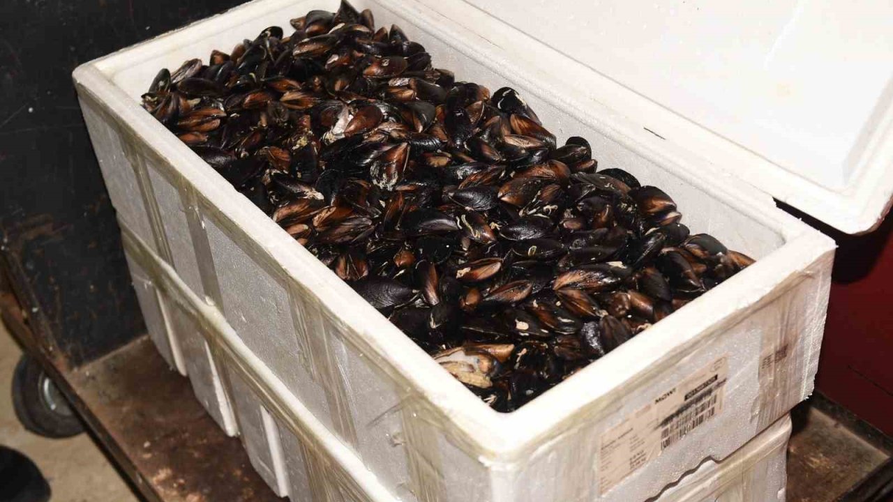 Kastamonu’da 45 kilogram sağlıksız midye ele geçirildi