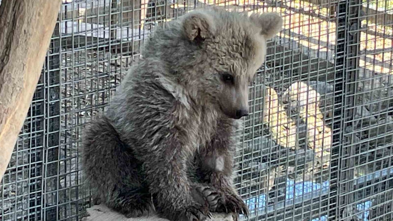 Erzurum’da yaralı bulunan yavru boz ayı, Sakarya’da doğal yaşamına hazırlanıyor