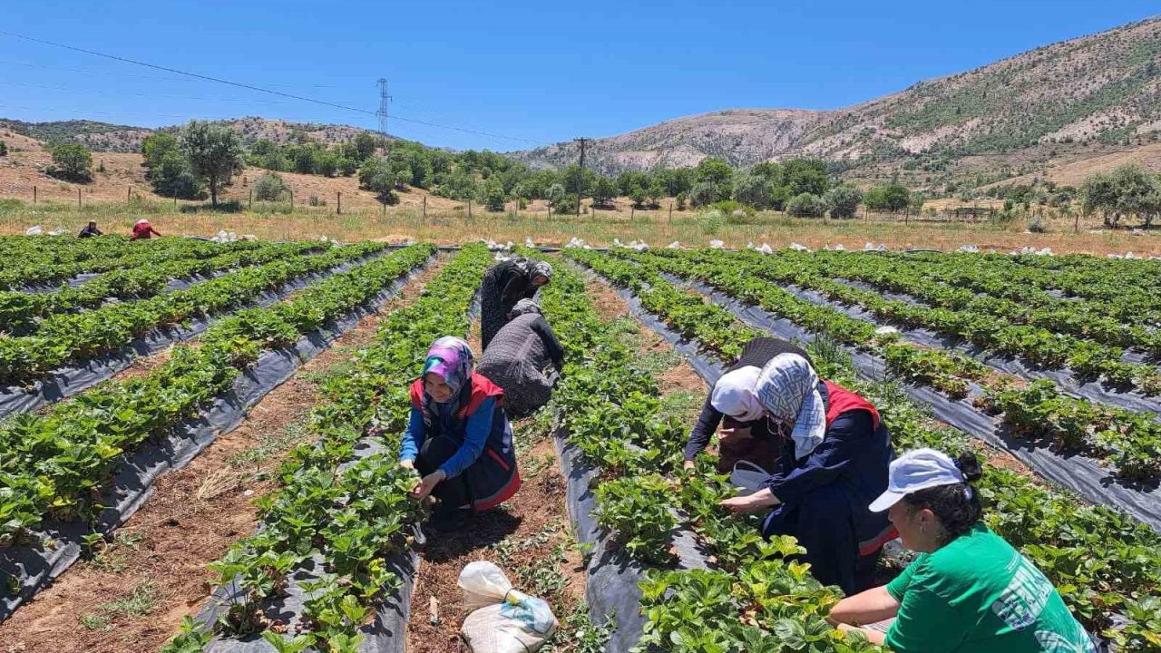 Bozkır’da kadın çiftçilere yönelik eğitim ve destek ziyaretleri