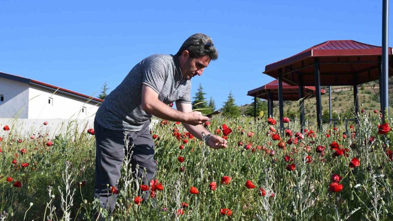 Binlerce gelincik doğayı adeta kırmızıya boyadı