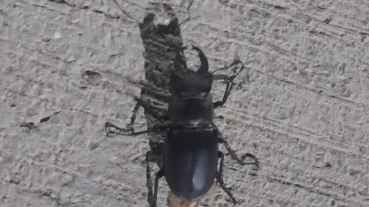 Tunceli’de görüldü: Zarar vermenin cezası 557 bin TL