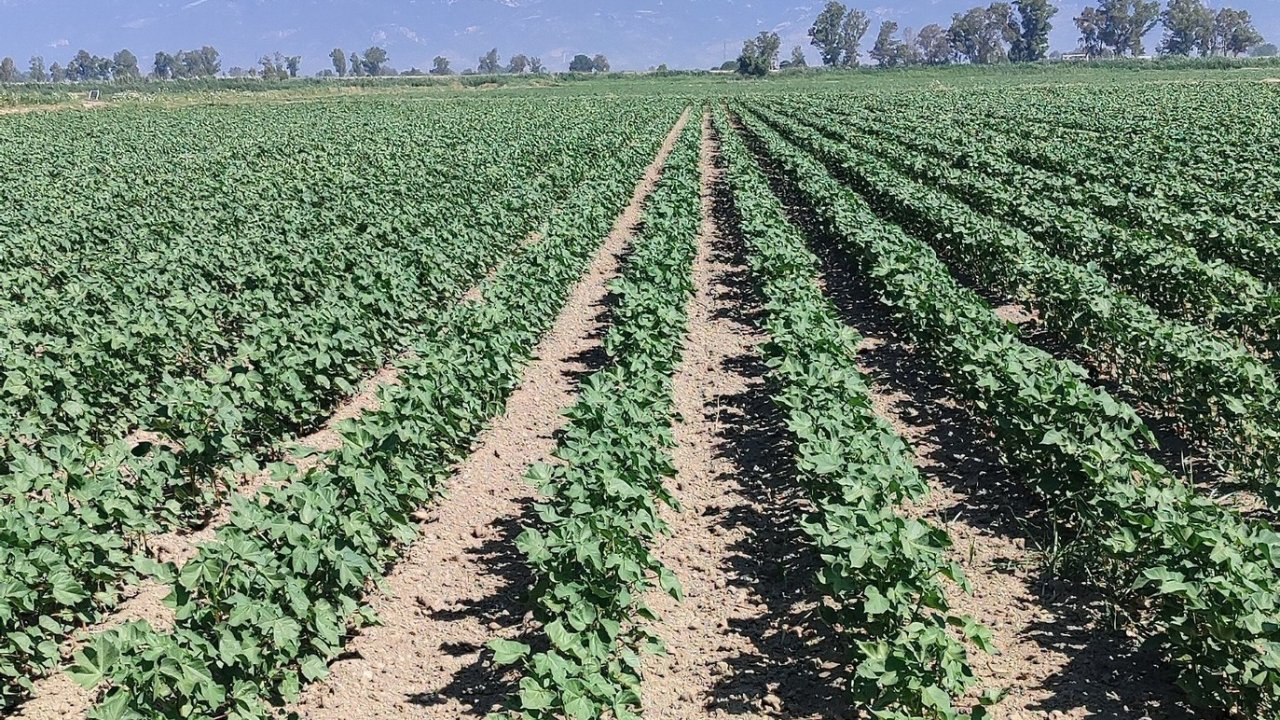 Didim’de pamuk zararlıları kontrol edildi