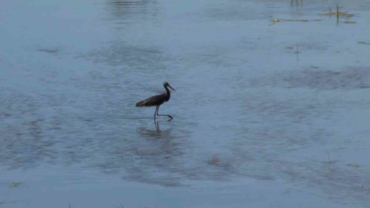 Nadir görülen Kara leylek, Türkiye’nin en uzun nehrinde görüntülendi