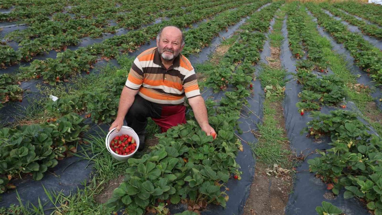 Gezen tavuktan çileğe: Doğal üretim serüveni sürüyor