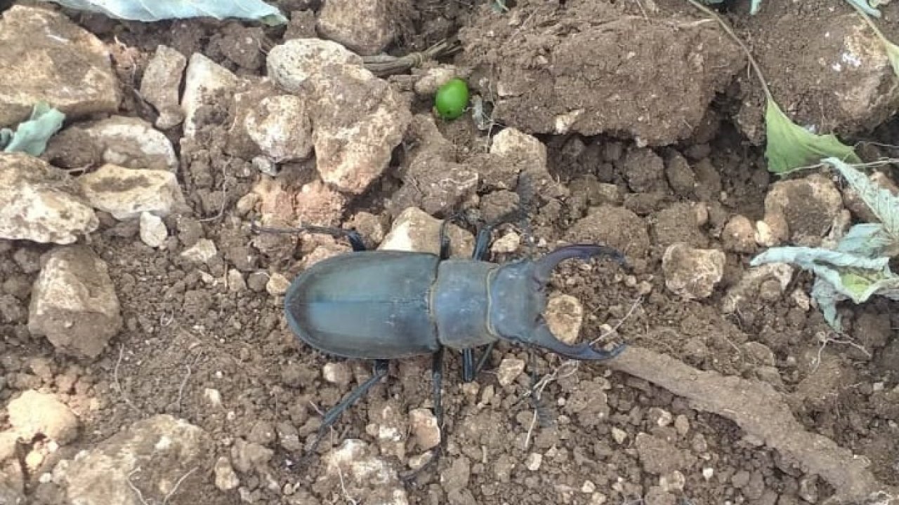 Nadir böcek türü geyik böceğinin bugünkü durağı Güney oldu