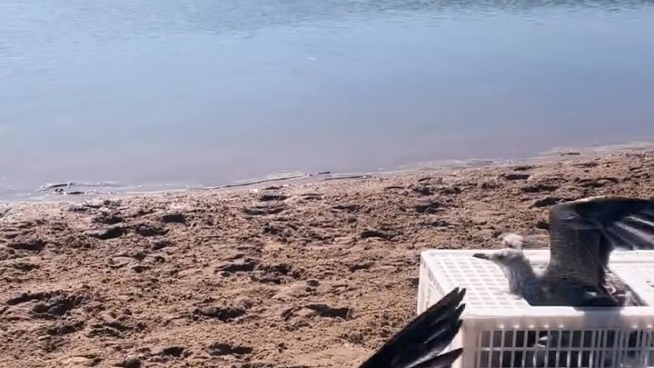 Sinop’ta tedavileri tamamlanan martılar doğaya salındı