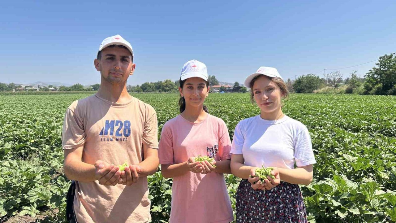 Türkiye’nin bamya üretim merkezinde hasat başladı
