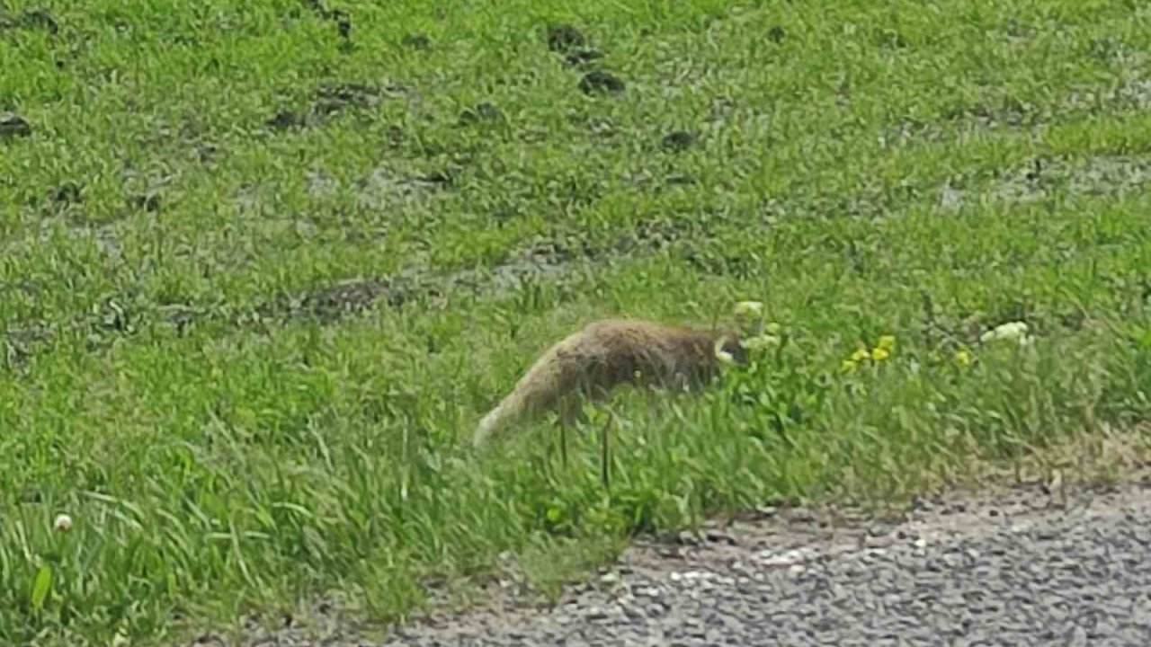 Aç kalan kızıl tilki fare avladı