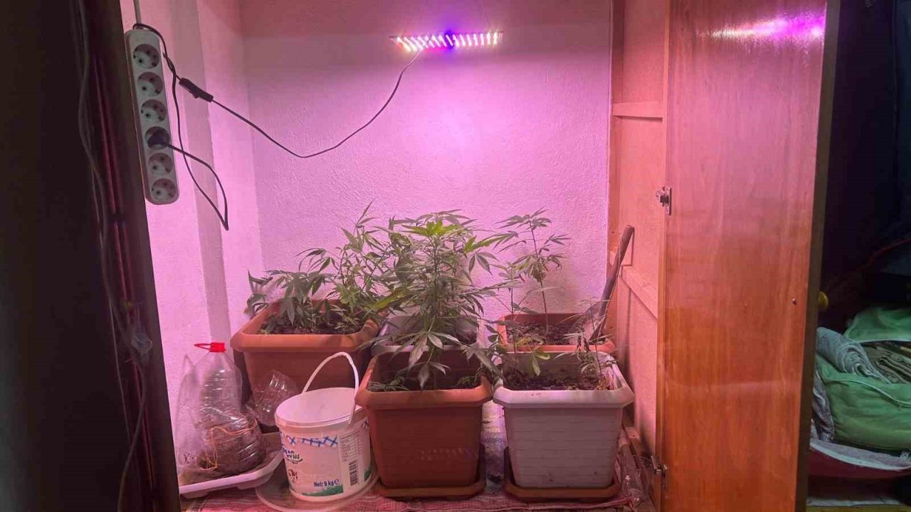 Ev içerisinde kurulu düzende kenevir yetiştiren şahıs yakalandı