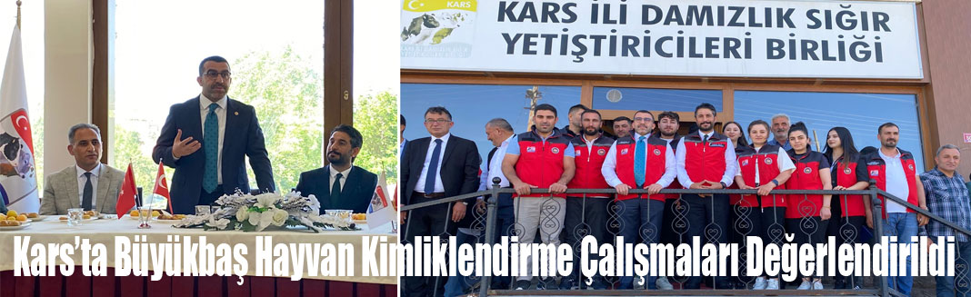 Kars’ta Büyükbaş Hayvan Kimliklendirme Çalışmaları Değerlendirildi