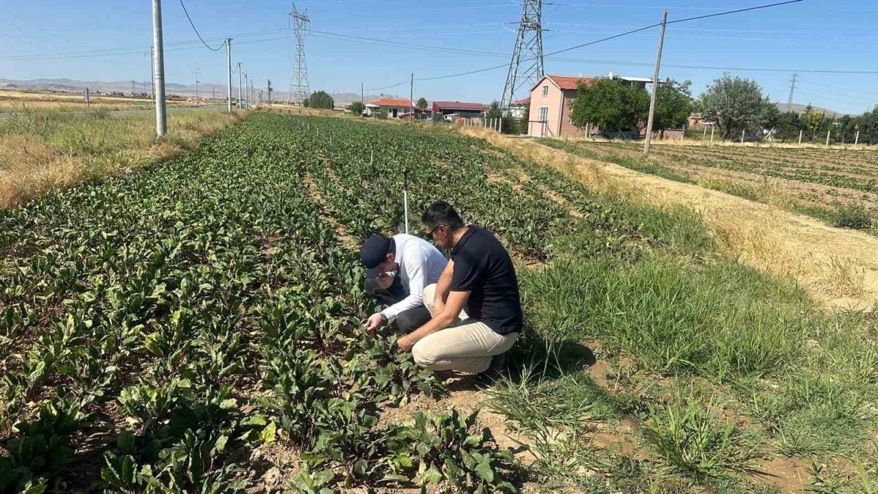 Kornişon salatalık ve kırmızı pancarda hastalık ve zararlıların takibi sürüyor