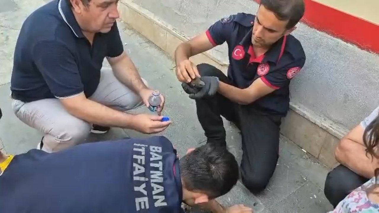 Batman’da ebabil kuşları için seferberlik