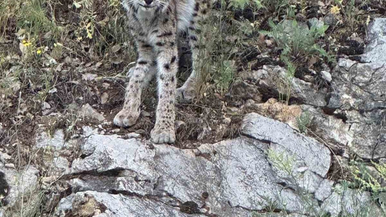 Kırmızı listedeki vaşak Kemaliye’de görüntülendi