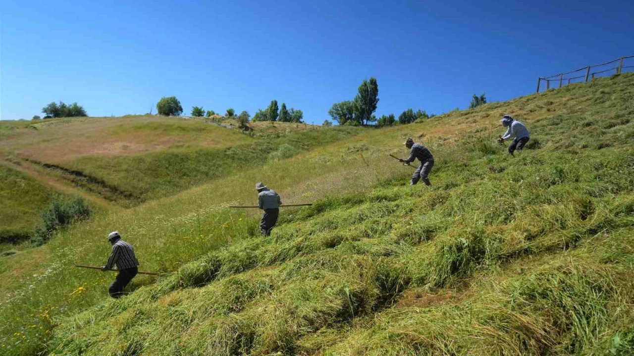 Muş’ta ot biçme sezonu başladı