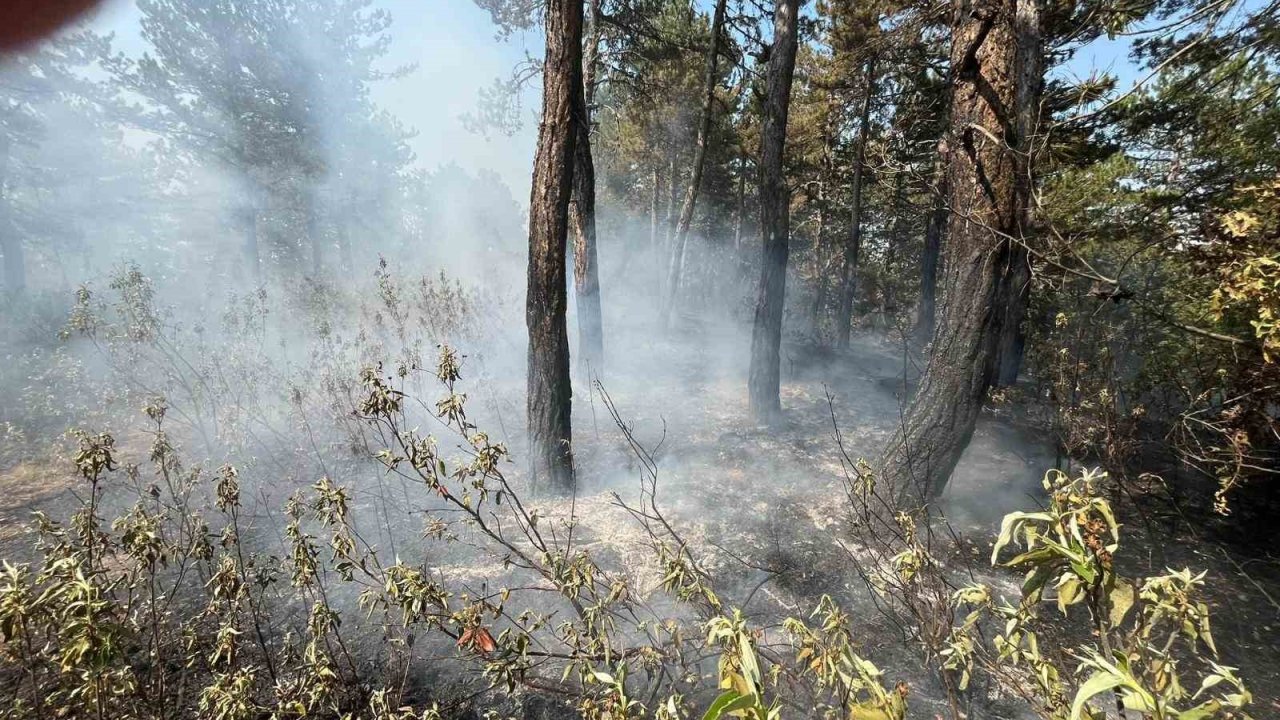 Ormanlık alandaki örtü yangını büyümeden söndürüldü