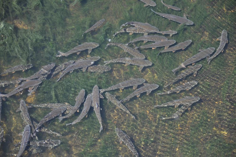 Kars’ta baraj kapağı kapatıldı, yüzlerce balık mahsur kaldı