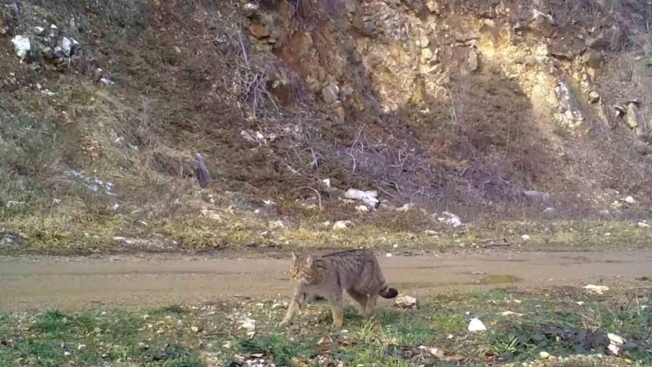 Uludağ’da yaban kedisi fotokapana takıldı