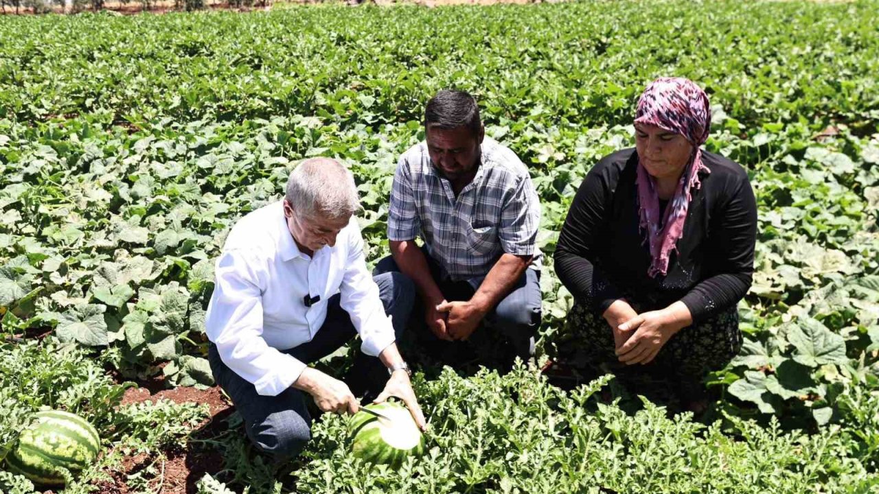 Başkan Tahmazoğlu, tarlada patlıcan ve biber hasadına katıldı