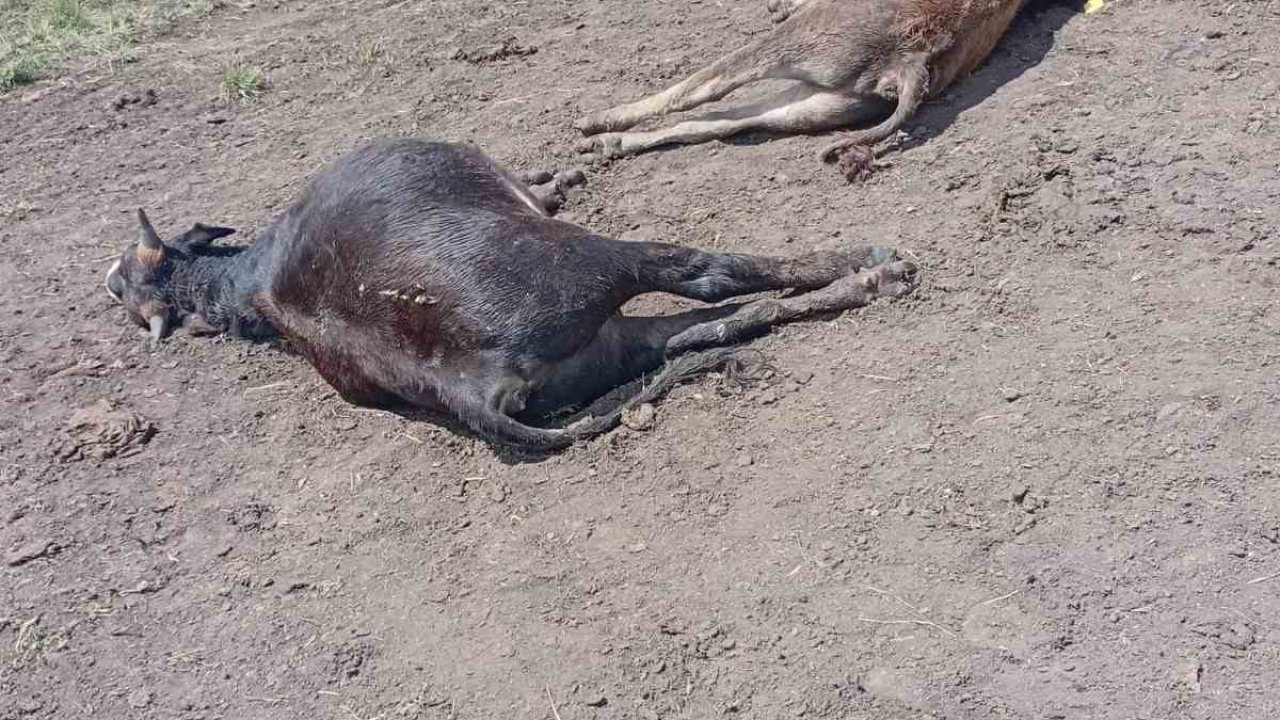 Oltu’da yıldırım düşmesi sonucu 4 büyükbaş hayvan telef oldu