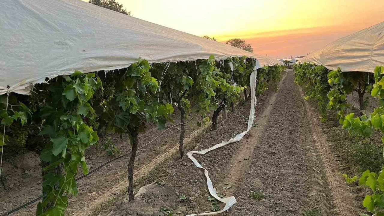 Traktör yolunu şaşırdı, üzüm bağına zarar verdi