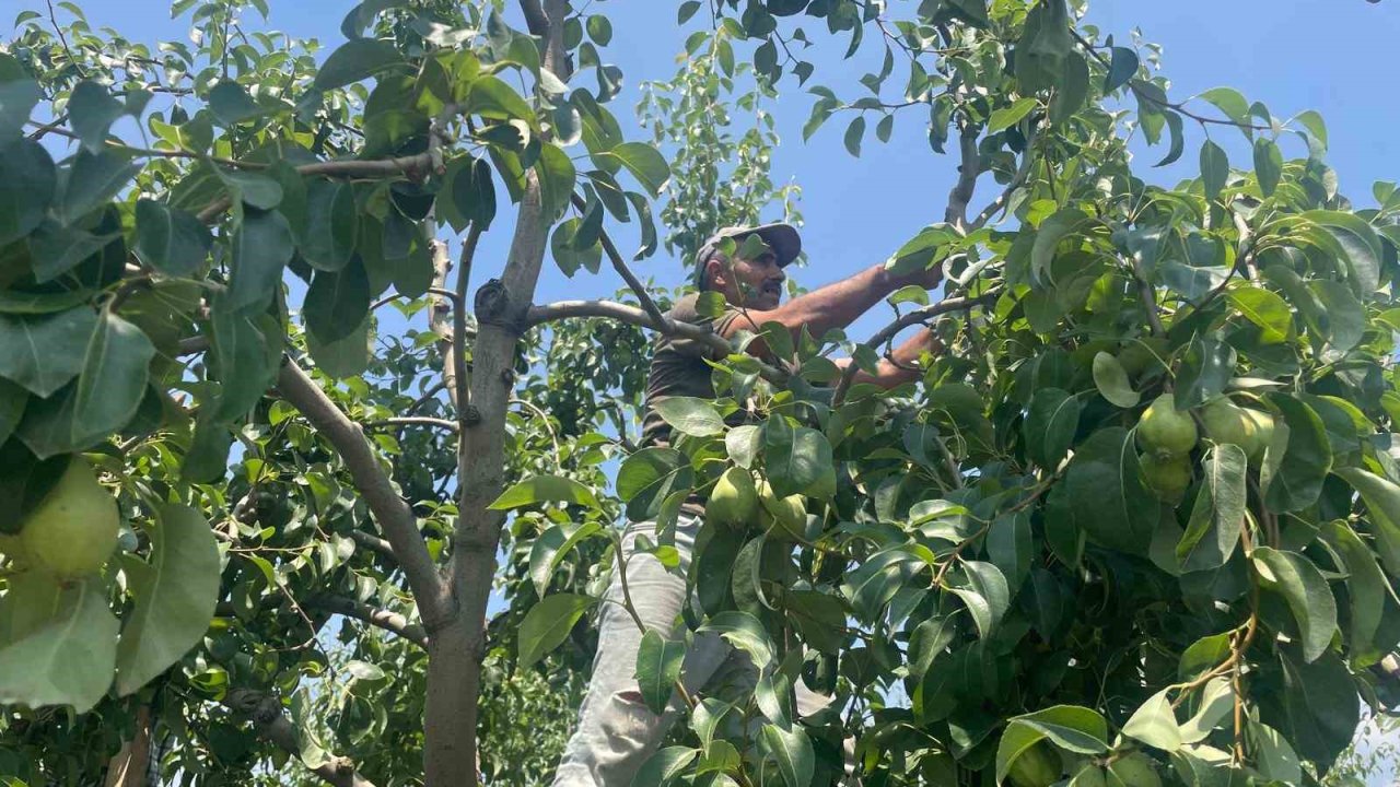 Armut dalda kilosu 40 lira