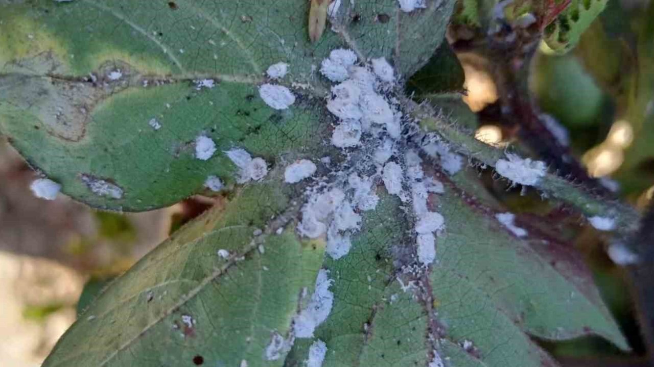 Aydın’da pamuk üreticilerini tedirgin eden zararlı ’Pamuk Unlubiti’ tespit edildi