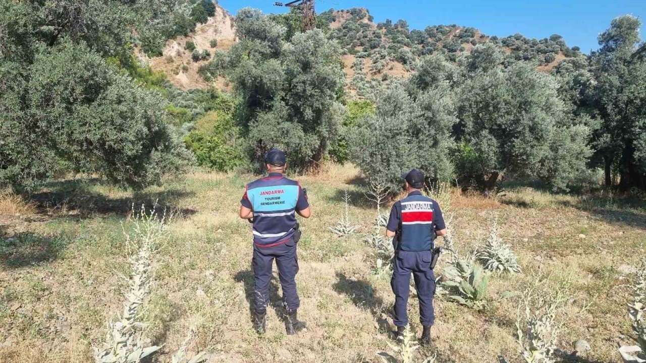 Ormanlık alanda mangal yakan 2 kişi yakalandı
