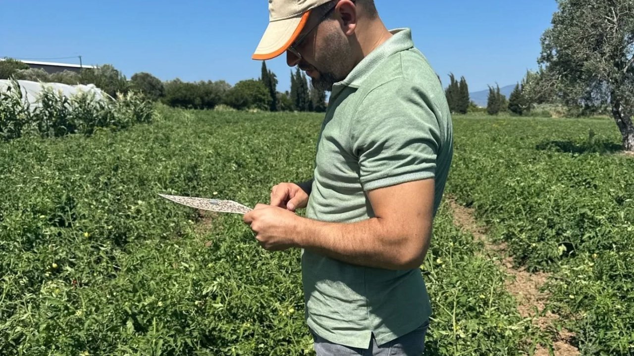 Domates güvesi tehlikesine karşı üreticilere ilaçlama uyarısı