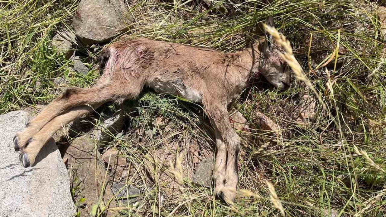 Çoruh Vadisi’nde yaban keçileri tehlike altında