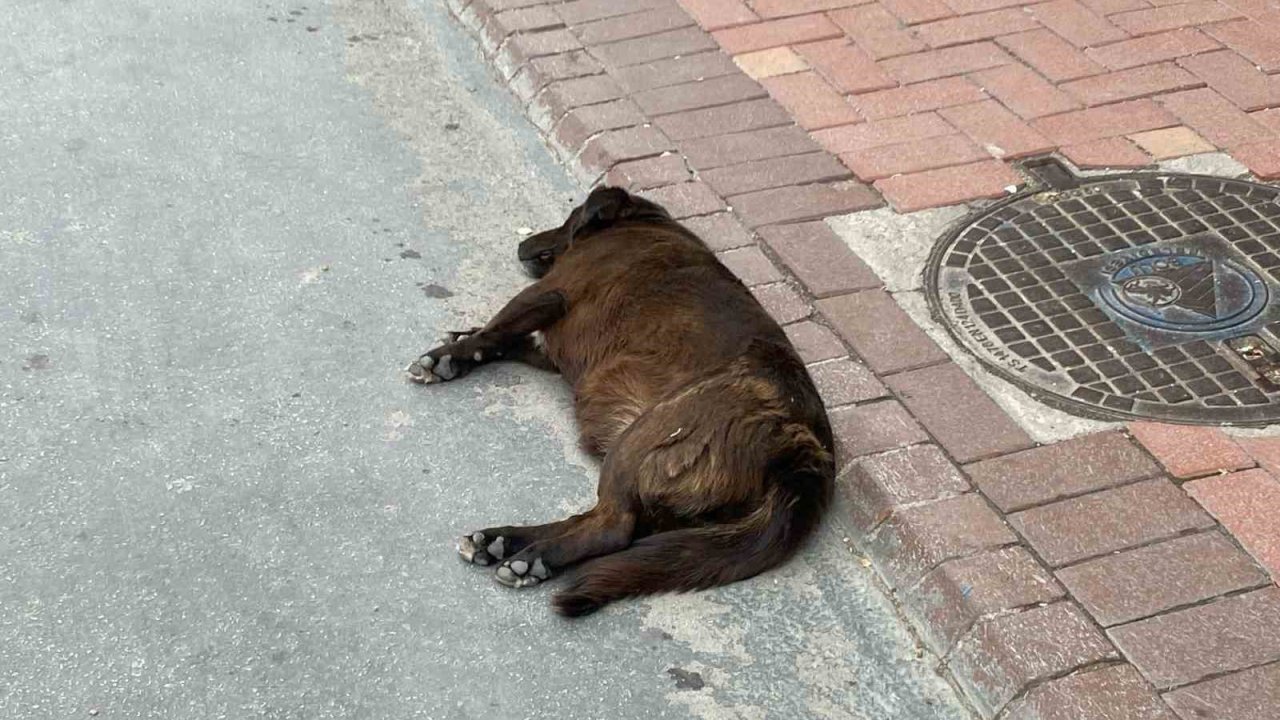 Uzmanı uyardı: "Keneler yeni konakçı arayabilir"