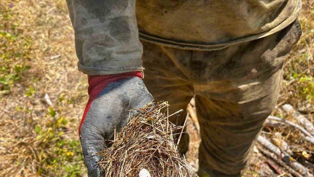 Ormanın sessiz sakinlerine de kalkan oldular: Yangının ortasından kuş yuvası kurtarıldı