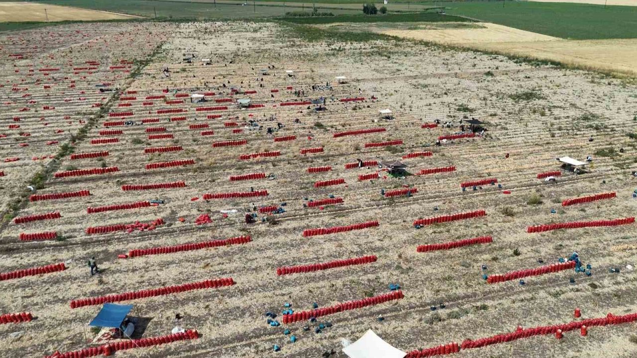 Sıcaklıkların 40 dereceyi geçtiği Amik Ovası’nda soğan hasadı devam ediyor